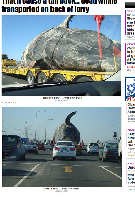 トラックで運ばれる死んだクジラ