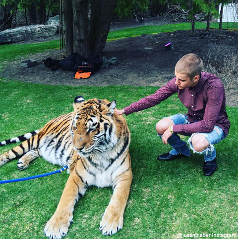 ジャスティン・ビーバーと問題のトラ