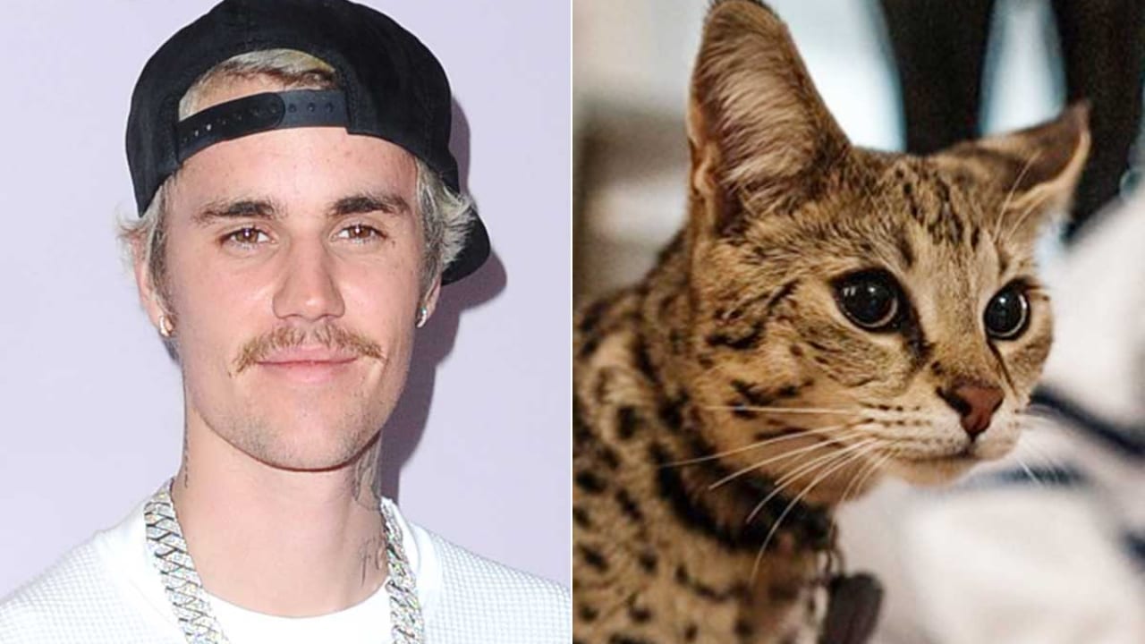 ジャスティン ビーバー 愛猫スシが１ヵ月行方不明になるも無事見つかる 発見したのはなんとあの有名人だった 写真あり Tvgroove