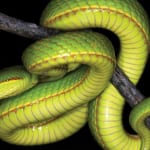 新種のヘビ「Trimeresurus salazar」