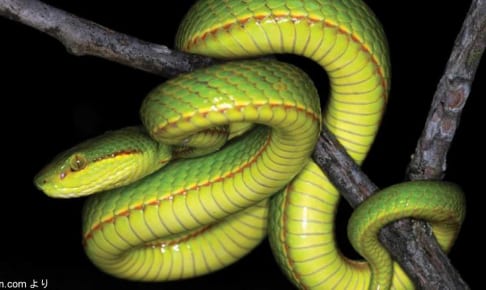 新種のヘビ「Trimeresurus salazar」