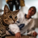ジャスティン・ビーバーと愛猫スシ