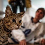 ジャスティン・ビーバーと愛猫スシ