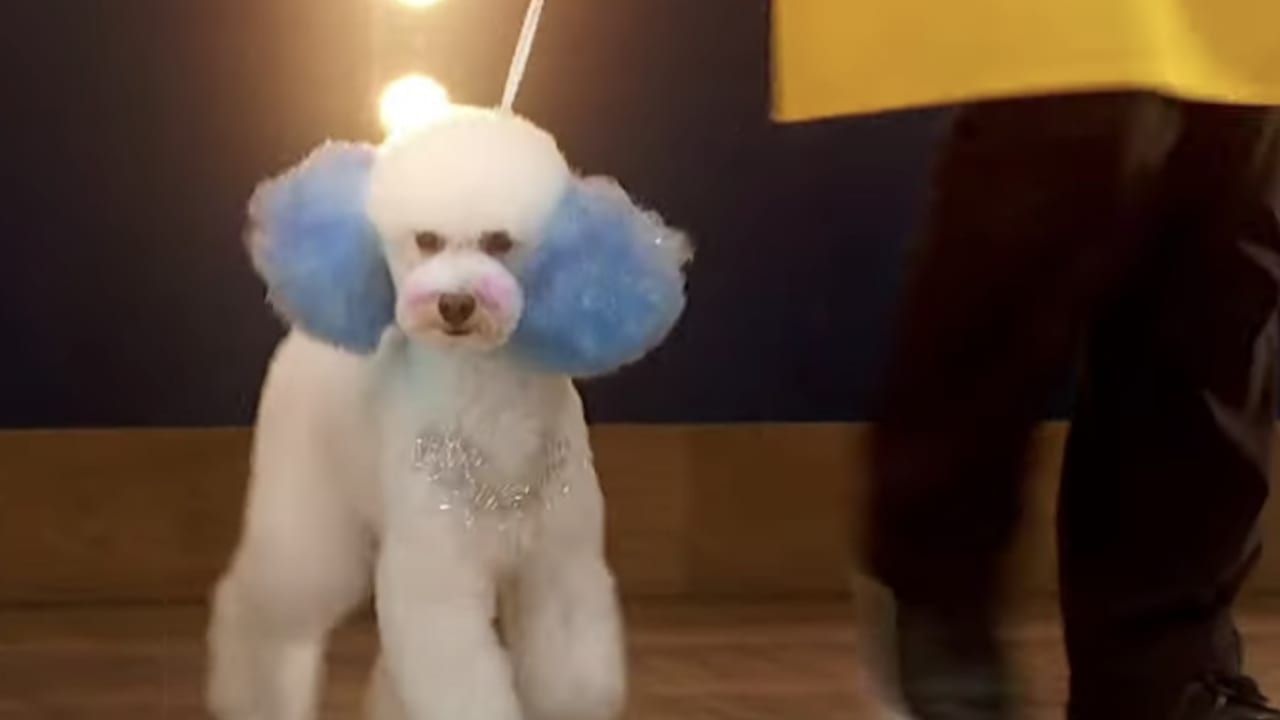 犬の耳が青色に 英bbcの新ペット番組に批判殺到 ペットはファッションじゃない Tvgroove
