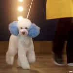 Pooch Perfect