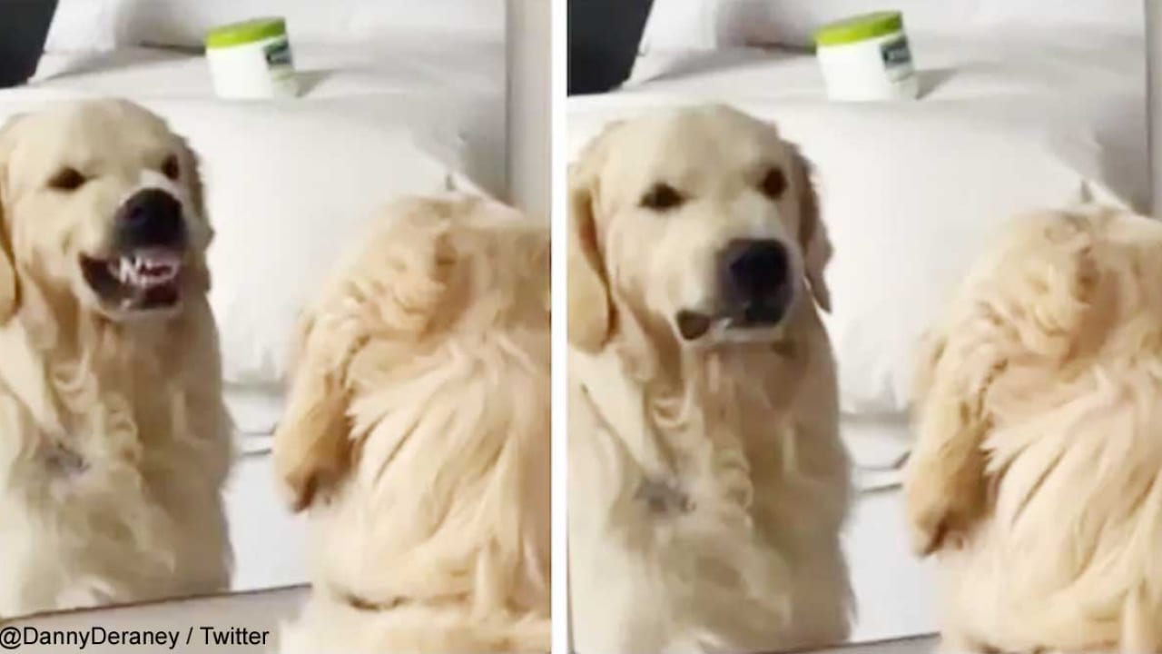 犬がなんと鏡の前で 怒った顔 の練習 そのかわいらしさに世界中が夢中に 笑い死にそう この動画にメンタルが救われた 動画あり Tvgroove 犬がなんと鏡の前で 怒った顔 の練習 そのかわいらしさに世界中が夢中に 笑い死にそう この動画にメンタルが救われた 動画あり Tvgroove