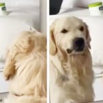 表情の練習をする犬