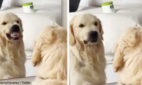 キッチンで食べ物を 盗み食い する賢いワンちゃんの動画が話題に まるで 人間のような器用さ にビックリ 動画あり Tvgroove キッチンで食べ物を 盗み食い する賢いワンちゃんの動画が話題に まるで 人間のような器用さ にビックリ 動画あり Tvgroove