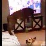 日々プロレスの練習（？）をするシュガーとエリー