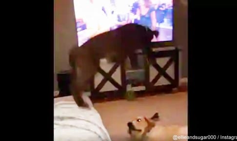 日々プロレスの練習（？）をするシュガーとエリー