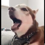 『スター・ウォーズ』のテーマソングを歌う犬