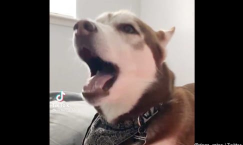 『スター・ウォーズ』のテーマソングを歌う犬