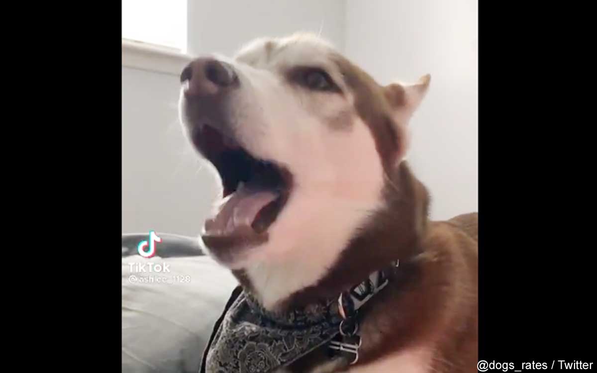 『スター・ウォーズ』のテーマソングを歌う犬
