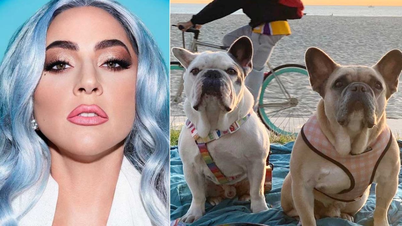 レディー ガガの愛犬誘拐 散歩係銃撃事件の更なる詳細が明らかに なんと犯人たちは レディー ガガの犬だとは知らなかった Tvgroove