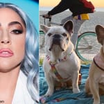 レディー・ガガと、愛犬のグスタヴとコージ