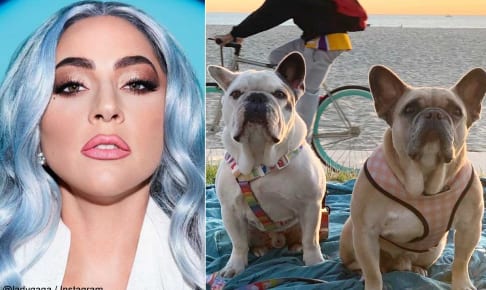 レディー・ガガと、愛犬のグスタヴとコージ