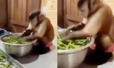 野菜をカットするサル