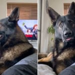 あるワードに反応する元警察犬