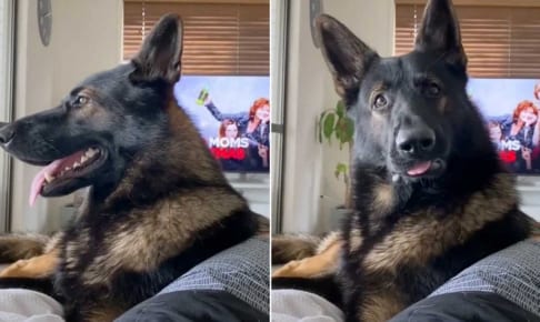あるワードに反応する元警察犬