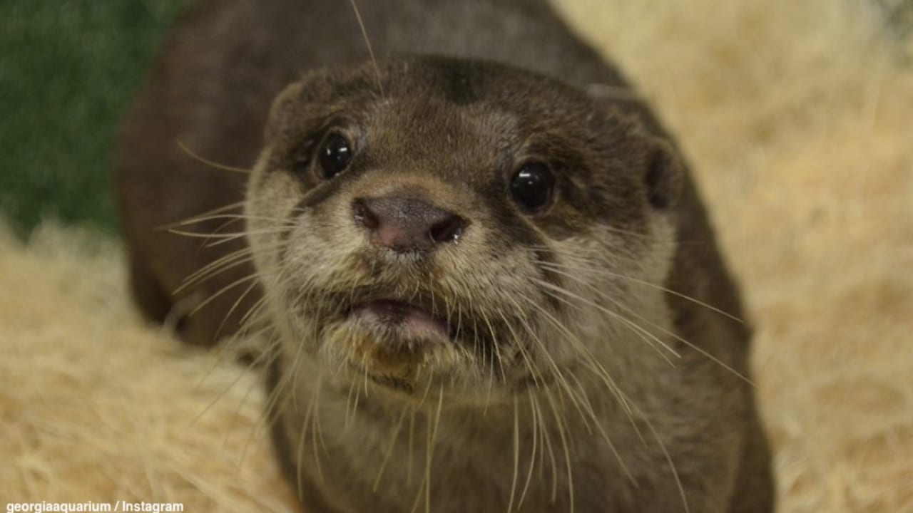 米水族館のカワウソが新型コロナウイルスの陽性反応 軽い呼吸器症状を示し始めて Tvgroove