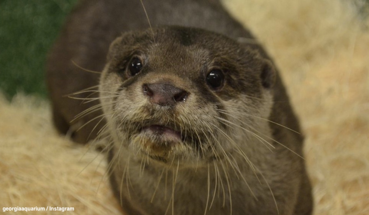 米ジョージア水族館のコツメカワウソ