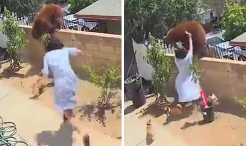 野生のクマを素手で追い払った17歳のヘイリーさん