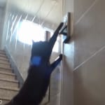 ナンバーロックを解除するネコ