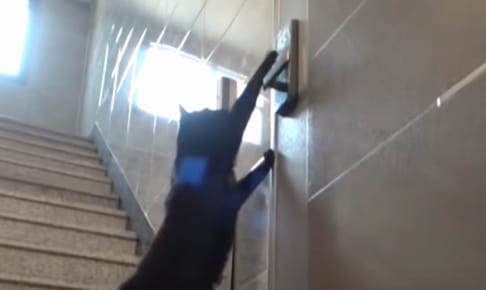 ナンバーロックを解除するネコ