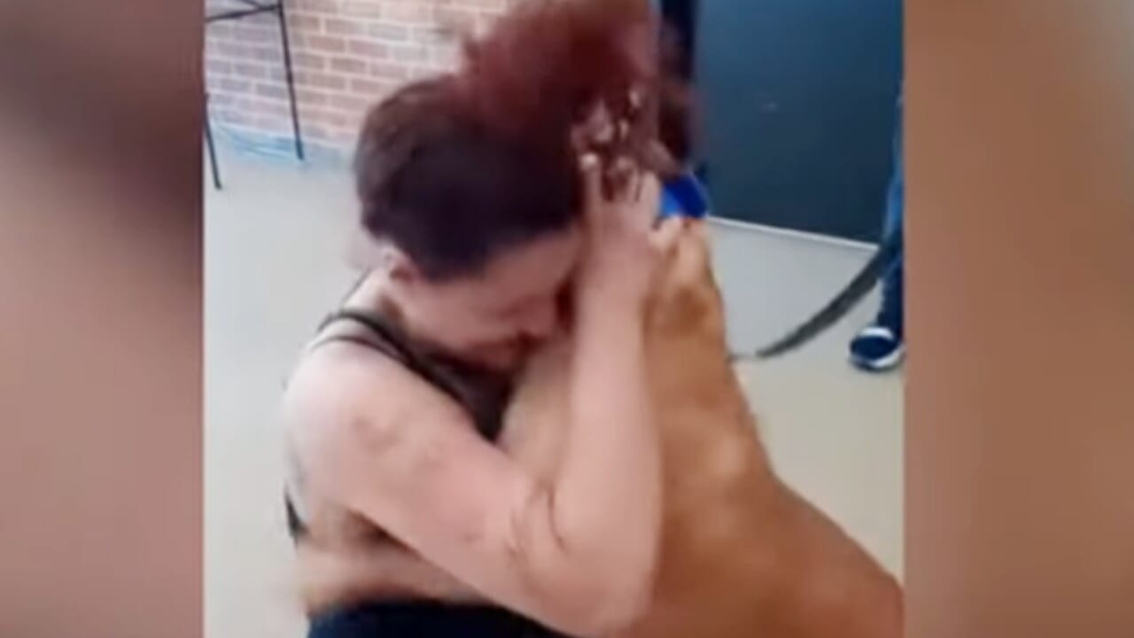 保護犬シェルターで見つけた犬 なんと2年前に離れ離れになった愛犬だった 感動の再会が大きなニュースに 動画あり Tvgroove 保護犬シェルターで見つけた犬 なんと2年前に離れ離れになった愛犬だった 感動の再会が大きなニュースに 動画あり Tvgroove
