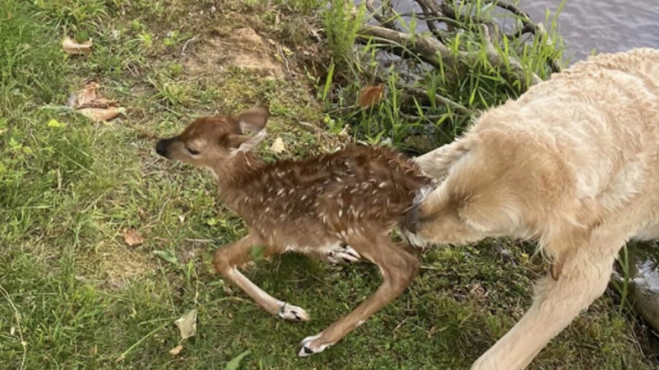 ゴールデンドゥードル犬が溺れかけた鹿の赤ちゃんを救助 子鹿のそばを離れようとせず ずっと気にかけていた 写真 動画あり Tvgroove