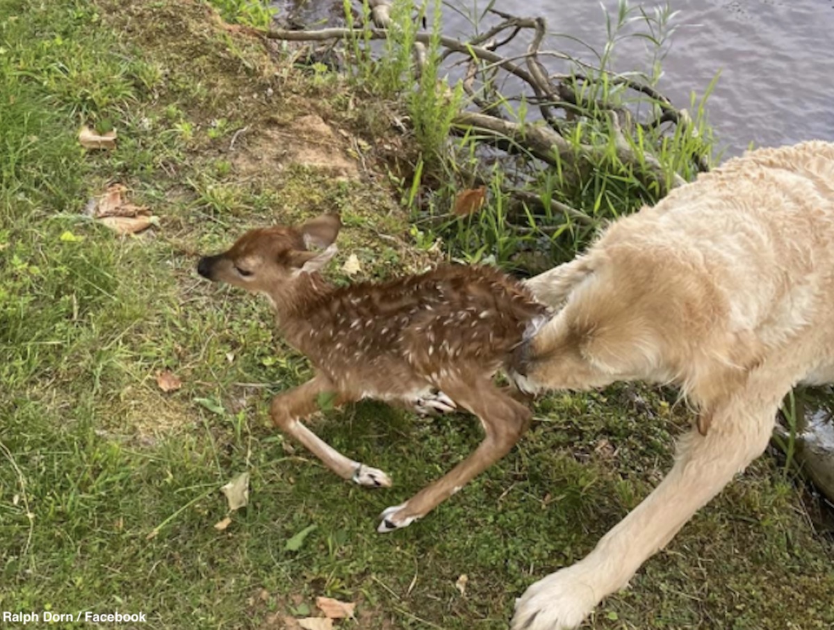 ゴールデンドゥードル犬が溺れかけた鹿の赤ちゃんを救助 子鹿のそばを離れようとせず ずっと気にかけていた 写真 動画あり Tvgroove