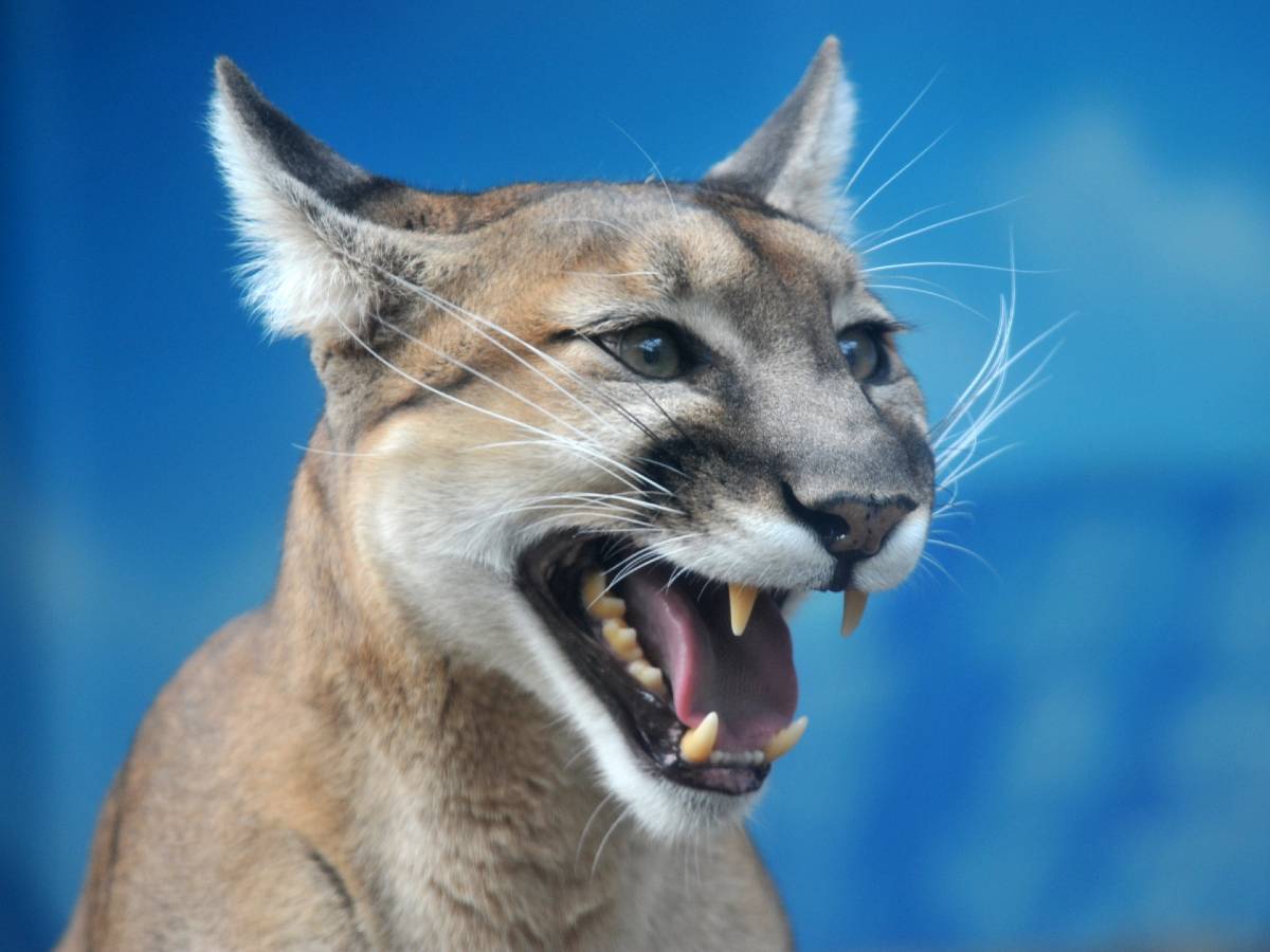 恐怖 ピューマがとつぜん息子を襲う 母親がなんと素手で撃退 勇敢な行動に称賛の声 Tvgroove