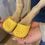 犬用サンダル