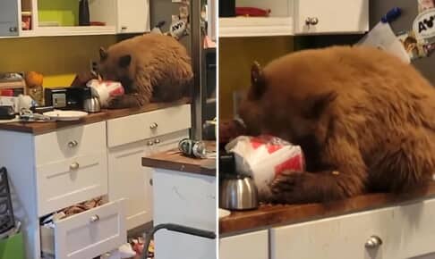 家に侵入したクマ