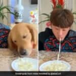 犬と人間による早食い対決