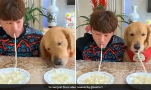 犬と人間による早食い対決