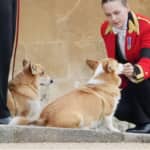 エリザベス女王の二匹の愛犬 / Photo: Gregorio Borgia/AP/Shutterstock