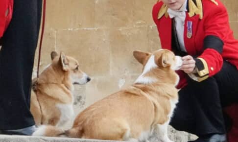 エリザベス女王の二匹の愛犬 / Photo: Gregorio Borgia/AP/Shutterstock