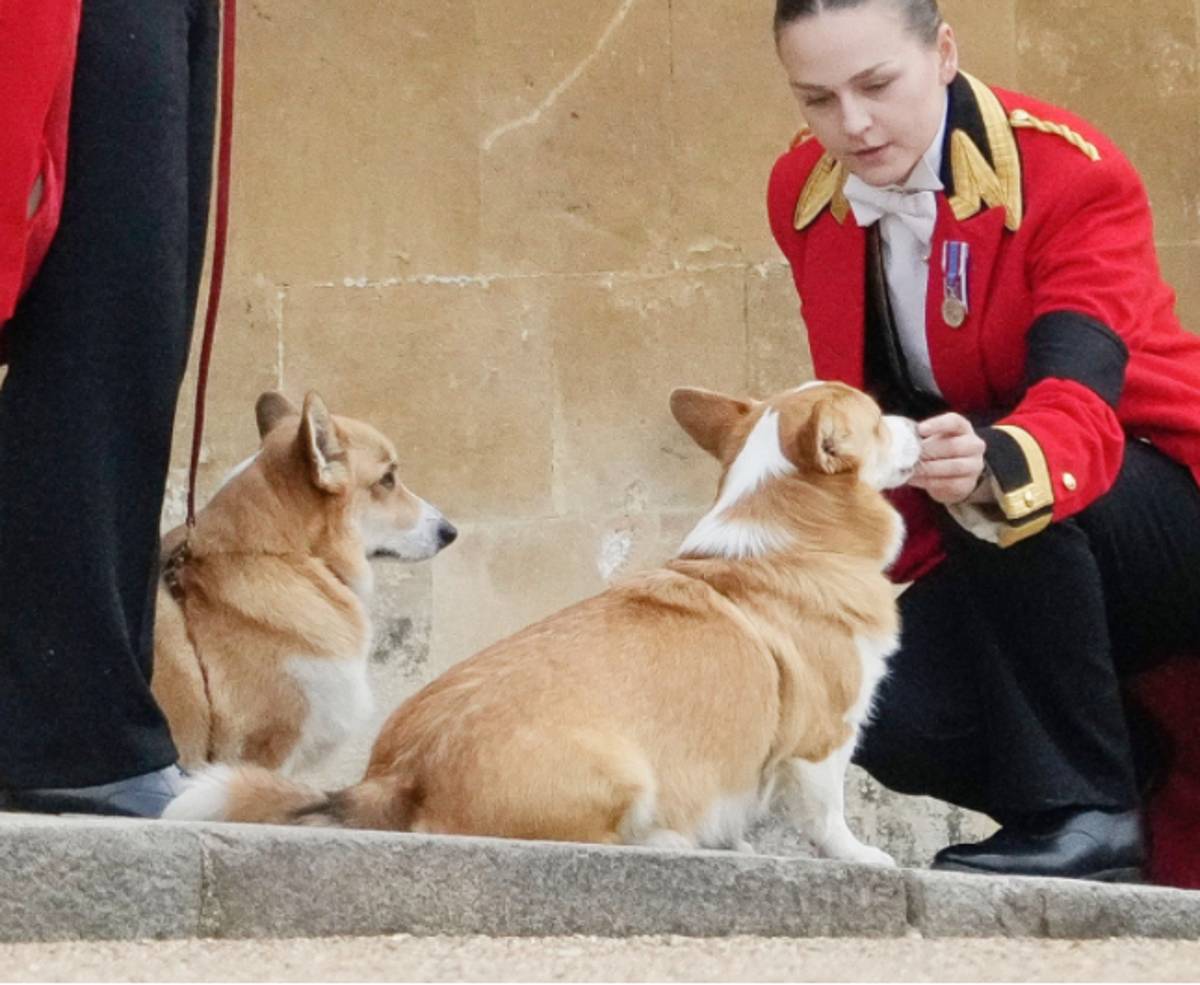 エリザベス女王の二匹の愛犬 / Photo: Gregorio Borgia/AP/Shutterstock