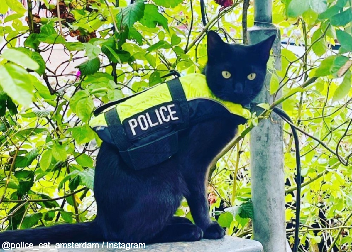 「警察ネコ」のニミス