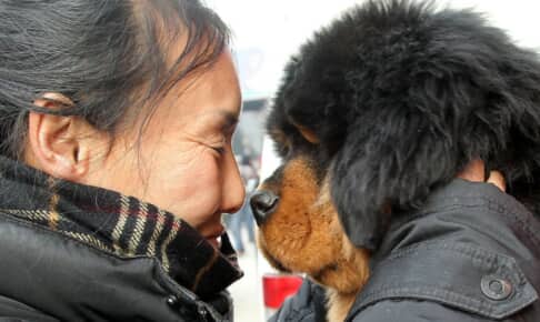 チベタン・マスティフと飼い主（イメージ写真） Photo: Quirky China/Shutterstock