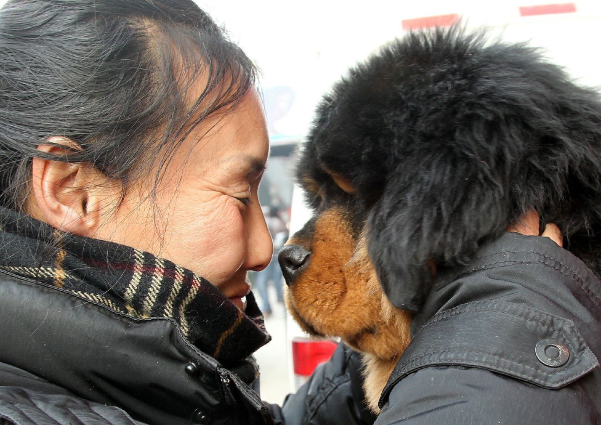 チベタン・マスティフと飼い主（イメージ写真） Photo: Quirky China/Shutterstock